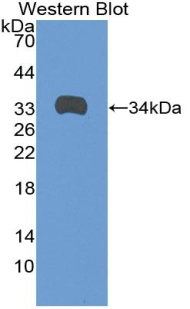 ANGPTL1 Antibody - Western blot of recombinant ANGPTL1.