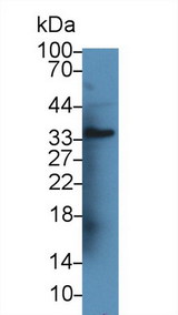 ANGPTL1 Antibody - Western Blot; Sample: Rat Kidney lysate; Primary Ab: 3µg/ml Rabbit Anti-Rat ANGPTL1 Antibody Second Ab: 0.2µg/mL HRP-Linked Caprine Anti-Rabbit IgG Polyclonal Antibody
