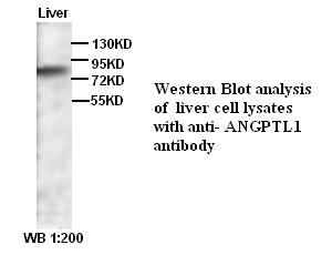 ANGPTL1 Antibody