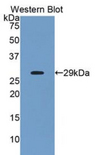 ANGPTL2 / ARP2 Antibody - Western blot of recombinant ANGPTL2 / ARP2.  This image was taken for the unconjugated form of this product. Other forms have not been tested.