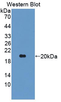 ANGPTL2 / ARP2 Antibody - Western Blot; Sample: Recombinant protein.