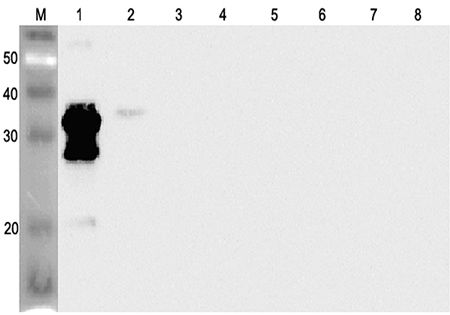 ANGPTL2 / ARP2 Antibody - Western blot analysis using anti-ANGPTL2 (human), pAb at 1:2000 dilution. 1: Human ANGPTL2 (FLAG-tagged). 2: Human ANGPTL2 (FLD) (FLAG-tagged). 3: Human ANGPTL4 (FLAG-tagged). 4: Human ANGPTL6 (FLAG-tagged). 5: Human ANGPTL7 (FLAG-tagged). 6: Human ANGPTL3 (FLD) (FLAG-tagged). 7: Human ANGPTL7 (FLD) (FLAG-tagged). 8: Human ANGPTL4 (FLD) (FLAG-tagged).