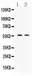 ANGPTL2 / ARP2 Antibody - Western blot - Anti-ANGPTL2 Picoband Antibody