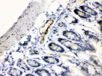 ANGPTL2 / ARP2 Antibody - IHC testing of FFPE mouse intestine tissue with ANGPTL2 antibody at 1ug/ml. Required HIER: steam section in pH6 citrate buffer for 20 min and allow to cool prior to testing.