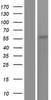 ANGPTL2 / ARP2 Protein - Western validation with an anti-DDK antibody * L: Control HEK293 lysate R: Over-expression lysate
