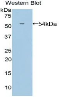 ANGPTL3 Antibody - Western blot of recombinant ANGPTL3.  This image was taken for the unconjugated form of this product. Other forms have not been tested.