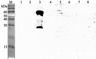 ANGPTL3 Antibody - Western blot analysis using anti-ANGPTL3 (human), pAb at 1:4000 dilution. 1: Human ANGPTL1 (FLAG-tagged). 2: Human ANGPTL2 (FLAG-tagged). 3: Human ANGPTL3 (FLAG-tagged). 4: Human ANGPTL4 (FLD) (FLAG-tagged). 5: Human ANGPTL4 (CCD) (FLAG-tagged). 6: Human ANGPTL6 (FLAG-tagged). 7: Human ANGPTL7 (FLAG-tagged). 8: Mouse RBP4 (FLAG-tagged) (negative control).