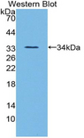 ANGPTL3 Antibody - Western blot of recombinant ANGPTL3.