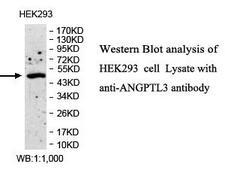 ANGPTL3 Antibody