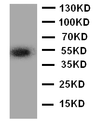 ANGPTL3 Antibody - Anti-ANGPTL3 antibody, Western blottingWB: A549 Cell Lysate