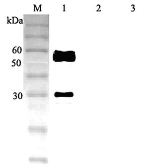 ANGPTL3 Antibody - Western blot analysis using anti-ANGPTL3 (human), pAb at 1:2000 dilution. 1: Human ANGPTL3 (FLAG-tagged). 2: Human ANGPTL4 (FLAG-tagged). 3: Human ANGPTL6 (FLAG-tagged).