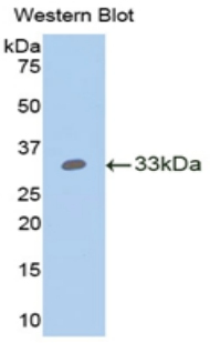 ANGPTL4 Antibody - Western Blot; Sample: Recombinant protein.