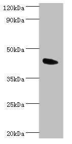 ANGPTL4 Antibody - Western blot All lanes: Angiopoietin-related protein 4 antibody at 2µg/ml + Mouse heart tissue Secondary Goat polyclonal to rabbit IgG at 1/10000 dilution Predicted band size: 46, 41, 27 kDa Observed band size: 46 kDa