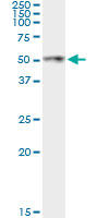 ANGPTL4 Antibody - Immunoprecipitation of ANGPTL4 transfected lysate using anti-ANGPTL4 monoclonal antibody and Protein A Magnetic Bead.
