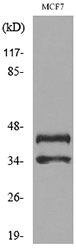 ANGPTL4 Antibody - Western blot analysis of lysate from MCF7 cells, using ANGPTL4 Antibody.