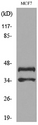 ANGPTL4 Antibody - Western blot analysis of lysate from MCF7 cells, using ANGPTL4 Antibody.