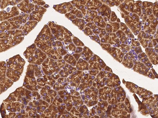 ANGPTL4 Antibody - Immunochemical staining of mouse ANGPTL4 in mouse pancreas with rabbit polyclonal antibody at 1:1000 dilution, formalin-fixed paraffin embedded sections.