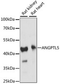 ANGPTL5 Antibody - Western blot analysis of extracts of various cell lines, using ANGPTL5 antibody at 1:1000 dilution. The secondary antibody used was an HRP Goat Anti-Rabbit IgG (H+L) at 1:10000 dilution. Lysates were loaded 25ug per lane and 3% nonfat dry milk in TBST was used for blocking. An ECL Kit was used for detection and the exposure time was 60S.