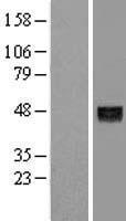 ANGPTL5 Protein - Western validation with an anti-DDK antibody * L: Control HEK293 lysate R: Over-expression lysate