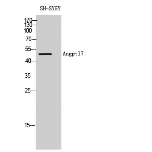 ANGPTL7 / CDT6 Antibody - Western blot of Angptl7 antibody