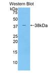 ANGPTL7 / CDT6 Antibody - Western blot of recombinant ANGPTL7 / CDT6.  This image was taken for the unconjugated form of this product. Other forms have not been tested.