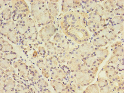 ANGPTL7 / CDT6 Antibody - Immunohistochemistry of paraffin-embedded human pancreatic tissue using ANGPTL7 Antibody at dilution of 1:100