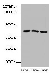 ANGPTL7 / CDT6 Antibody - Western blot All lanes: ANGPTL7 antibody at 2µg/ml Lane 1: MCF-7 cells Lane 2: Colo320 cells Lane 3: HepG2 cells Secondary Goat polyclonal to rabbit IgG at 1/10000 dilution Predicted band size: 40 kDa Observed band size: 40 kDa