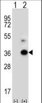ANGPTL7 / CDT6 Antibody - Western blot of ANGPTL7 (arrow) using rabbit polyclonal ANGPTL7 Antibody. 293 cell lysates (2 ug/lane) either nontransfected (Lane 1) or transiently transfected (Lane 2) with the ANGPTL7 gene.