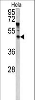 ANGPTL7 / CDT6 Antibody - Western blot of ANGPTL7 antibody in HeLa cell line lysates (35 ug/lane). ANGPTL7 (arrow) was detected using the purified antibody.