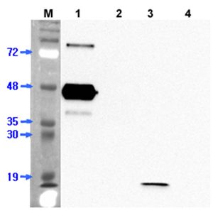 ANGPTL7 / CDT6 Antibody - Western blot analysis of human ANGPTL7 using anti-ANGPTL7 (human), mAb (Kairos 108-4) at 1:2,000 dilution. 1. hANGPTL7 (FLAG-tagged). 2. hANGPTL7-FLD protein. 3. hANGPTL7-CCD protein. 4. hVisfatin (FLAG-tagged) (negative control).