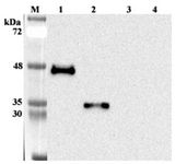 ANGPTL7 / CDT6 Antibody - Western blot analysis using anti-ANGPTL7 (human), mAb (Kairos 397-7) at 1:1000 dilution. 1: Human ANGPTL7. 2: Human ANGPTL7 (FLD). 3: Human ANGPTL7 (CCD). 4: Human visfatin (FLAG-tagged) (negative control).
