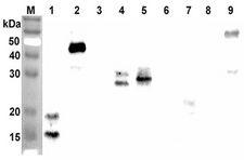ANGPTL7 / CDT6 Antibody - Western blot analysis using anti-ANGPTL7 (CCD) (human), pAb at 1:2000 dilution. 1: Human ANGPTL7 (CCD) (FLAG-tagged). 2: Human ANGPTL7 (FLAG-tagged). 3: Human ANGPTL7 (FLD) (FLAG-tagged). 4: Human ANGPTL2 (CCD) (FLAG-tagged). 5: Human ANGPTL3 (CCD) (FLAG-tagged). 6: Human ANGPTL4 (CCD) (FLAG-tagged). 7: Human ANGPTL5 (CCD) (FLAG-tagged). 8: Human ANGPTL6. 9: Human ANGPTL3.