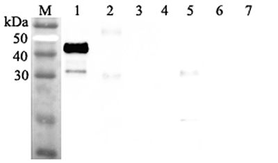 ANGPTL7 / CDT6 Antibody - Western blot analysis using anti-ANGPTL7 (human), pAb at 1:2000 dilution. 1: Human ANGPTL7 (FLAG-tagged). 2: Human ANGPTL3 (FLAG-tagged). 3: Human ANGPTL6 (FLAG-tagged). 4: Human ANGPTL2 (FLAG-tagged). 5: Human ANGPTL4 (FLAG-tagged). 6: Human ANGPTL1 (FLAG-tagged). 7: Human Visfatin (FLAG-tagged) (negative control).