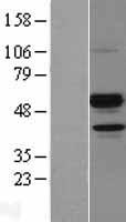 ANGPTL7 / CDT6 Protein - Western validation with an anti-DDK antibody * L: Control HEK293 lysate R: Over-expression lysate