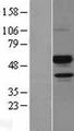 ANGPTL7 / CDT6 Protein - Western validation with an anti-DDK antibody * L: Control HEK293 lysate R: Over-expression lysate