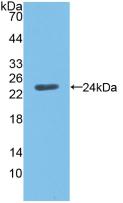 ANGPTL8 / Betatrophin Antibody - Western Blot; Sample: Recombinant ANGPTL8, Mouse.
