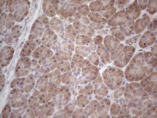 ANGPTL8 / Betatrophin Antibody - Immunohistochemical staining of paraffin-embedded Human pancreas tissue within the normal limits using anti-C19ORF80 mouse monoclonal antibody. (Heat-induced epitope retrieval by 1mM EDTA in 10mM Tris buffer. (pH8.5) at 120°C for 3 min. (1:150)