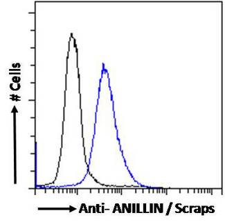 Anillin Antibody - Anillin antibody flow cytometric analysis of paraformaldehyde fixed MCF7 cells (blue line), permeabilized with 0.5% Triton. Primary incubation 1hr (10ug/ml) followed by Alexa Fluor 488 secondary antibody (1ug/ml). IgG control: Unimmunized goat IgG (black line) followed by Alexa Fluor 488 secondary antibody.