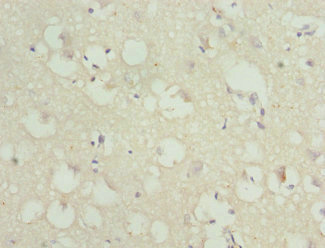 Anillin Antibody - Immunohistochemistry of paraffin-embedded human brain tissue at dilution 1:100