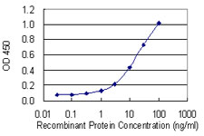 ANK1 / Ankyrin Antibody - Detection limit for recombinant GST tagged ANK1 is 0.3 ng/ml as a capture antibody.