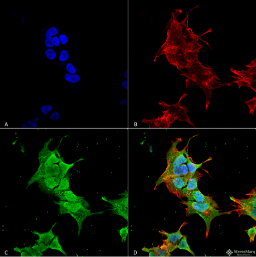 ANK1 / Ankyrin Antibody - Immunocytochemistry/Immunofluorescence analysis using Mouse Anti-Ankyrin R Monoclonal Antibody, Clone S388A-10. Tissue: Neuroblastoma cell line (SK-N-BE). Species: Human. Fixation: 4% Formaldehyde for 15 min at RT. Primary Antibody: Mouse Anti-Ankyrin R Monoclonal Antibody  at 1:100 for 60 min at RT. Secondary Antibody: Goat Anti-Mouse ATTO 488 at 1:100 for 60 min at RT. Counterstain: Phalloidin Texas Red F-Actin stain; DAPI (blue) nuclear stain at 1:1000; 1:5000 for 60 min RT, 5 min RT. Localization: Cytoplasm, Nucleus. Magnification: 60X. (A) DAPI (blue) nuclear stain. (B) Phalloidin Texas Red F-Actin stain. (C) Ankyrin R Antibody. (D) Composite.