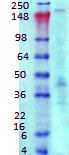 ANK3 / ANKYRIN-G Antibody - Western blot analysis of Ankyrin-G in rat brain membrane tissues, using a 1:1000 dilution of ANK3 / ANKYRIN-G antibody.  This image was taken for the unconjugated form of this product. Other forms have not been tested.