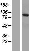 ANKEF1 / ANKRD5 Protein - Western validation with an anti-DDK antibody * L: Control HEK293 lysate R: Over-expression lysate