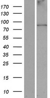 ANKFN1 Protein - Western validation with an anti-DDK antibody * L: Control HEK293 lysate R: Over-expression lysate