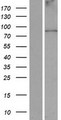 ANKFN1 Protein - Western validation with an anti-DDK antibody * L: Control HEK293 lysate R: Over-expression lysate