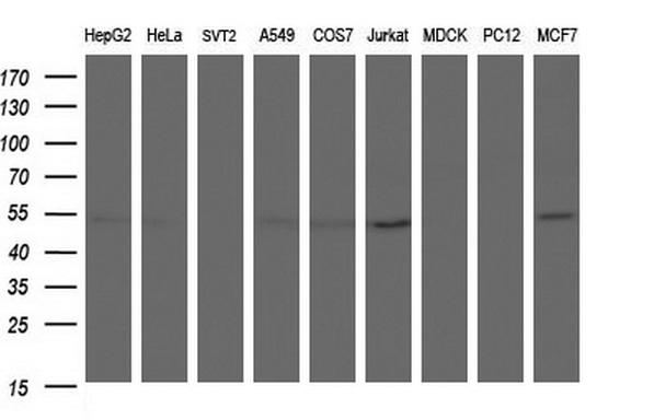 ANKMY2 Antibody - Western blot of extracts (35ug) from 9 different cell lines by using anti-ANKMY2 monoclonal antibody (HepG2: human; HeLa: human; SVT2: mouse; A549: human; COS7: monkey; Jurkat: human; MDCK: canine; PC12: rat; MCF7: human).