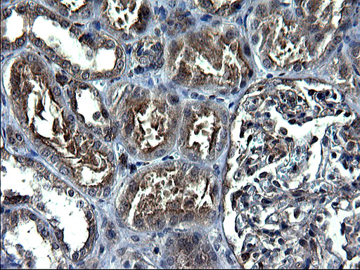 ANKMY2 Antibody - IHC of paraffin-embedded Human Kidney tissue using anti-ANKMY2 mouse monoclonal antibody. (Heat-induced epitope retrieval by 1 mM EDTA in 10mM Tris, pH8.5, 120°C for 3min).