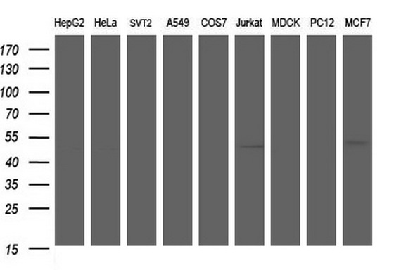 ANKMY2 Antibody - Western blot of extracts (35ug) from 9 different cell lines by using anti-ANKMY2 monoclonal antibody (HepG2: human; HeLa: human; SVT2: mouse; A549: human; COS7: monkey; Jurkat: human; MDCK: canine; PC12: rat; MCF7: human).