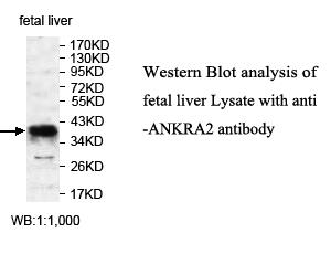 ANKRA2 / ANKRA Antibody