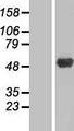 ANKRD10 Protein - Western validation with an anti-DDK antibody * L: Control HEK293 lysate R: Over-expression lysate